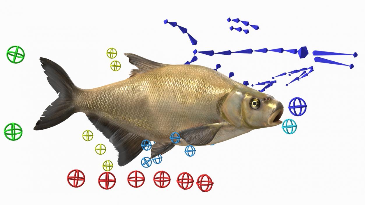 Bronze Bream Fish Rigged 3D model