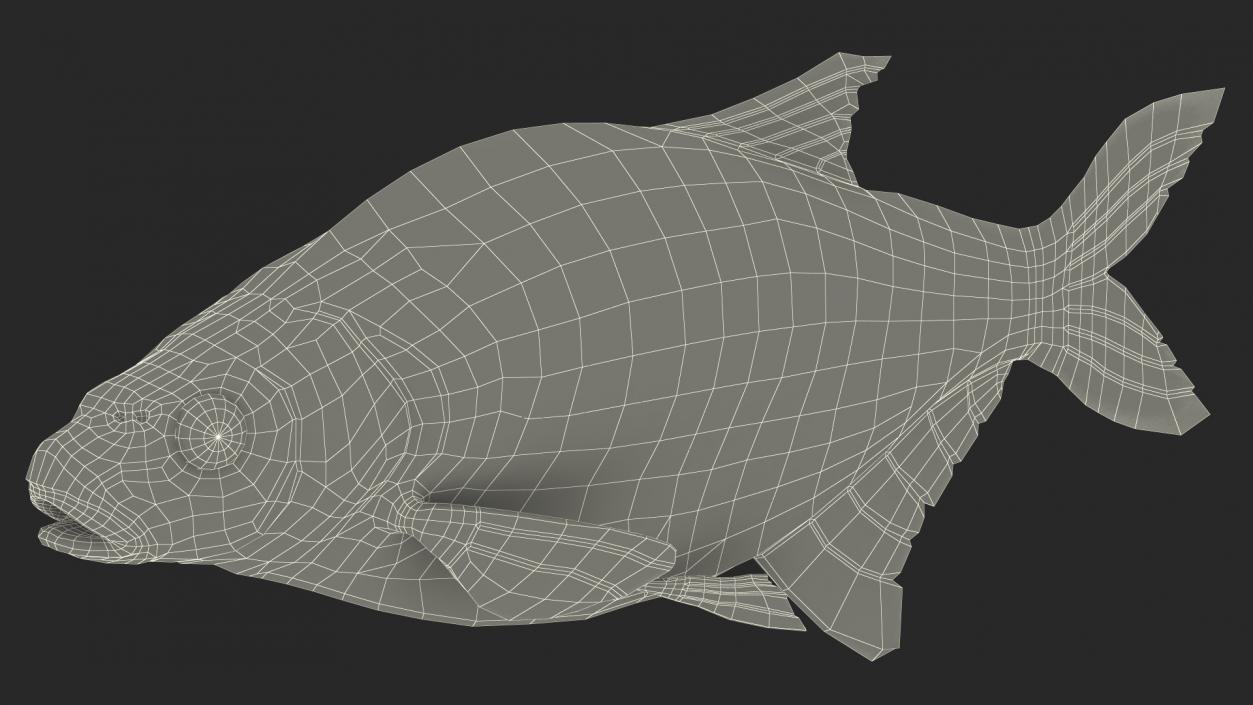 Bronze Bream Fish Rigged 3D model