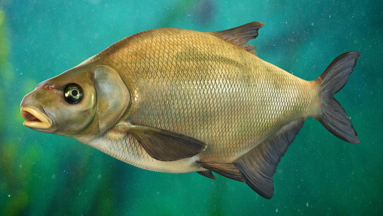 Bronze Bream Fish Rigged 3D model