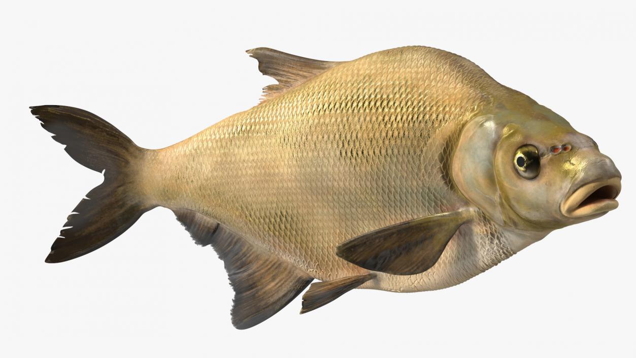 Bronze Bream Fish Rigged 3D model