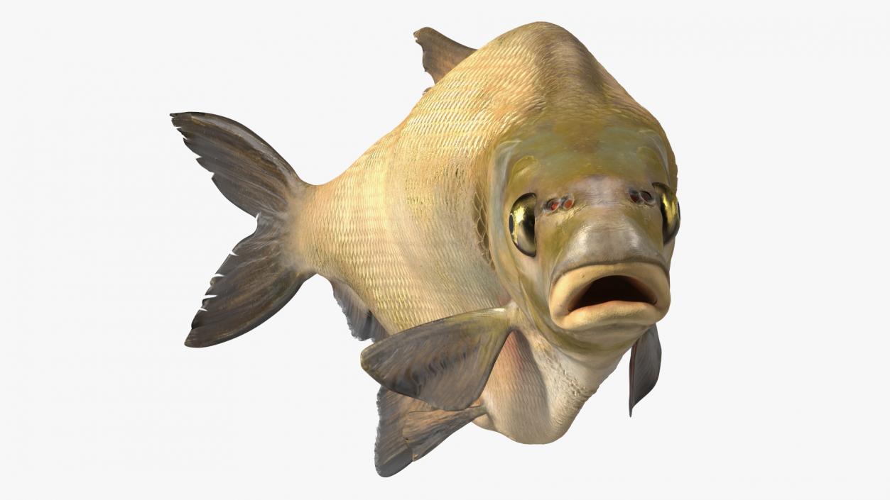 Bronze Bream Fish Rigged 3D model