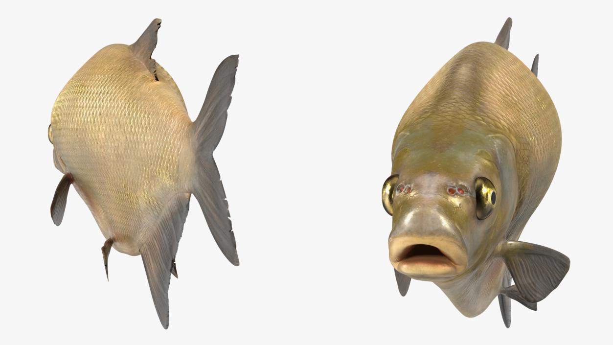 Bronze Bream Fish Rigged 3D model