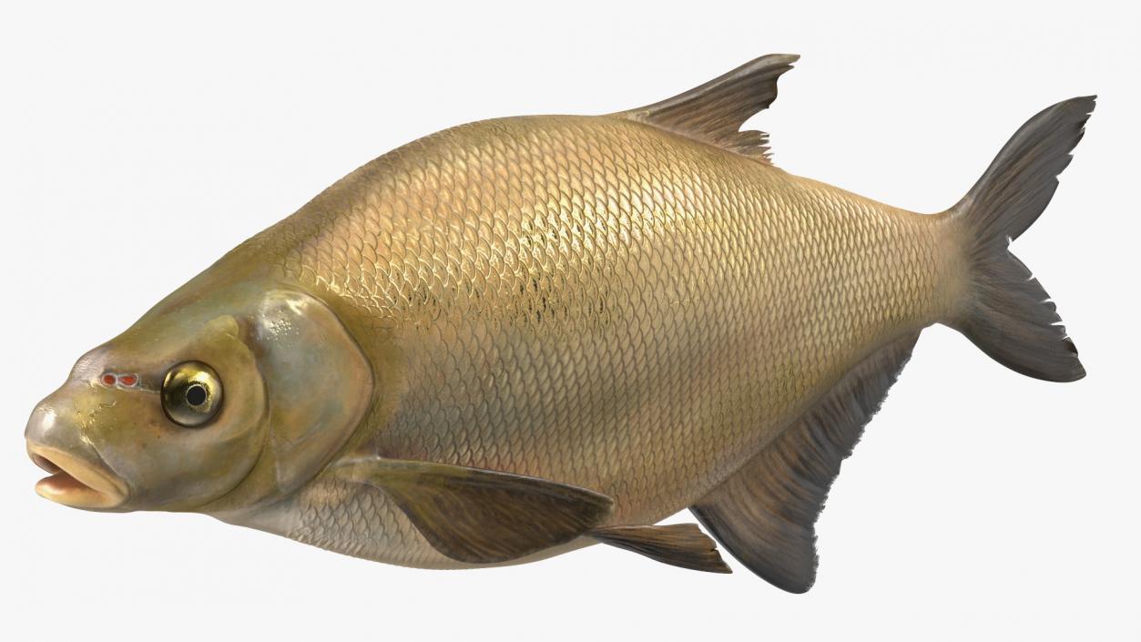 Bronze Bream Fish Rigged 3D model