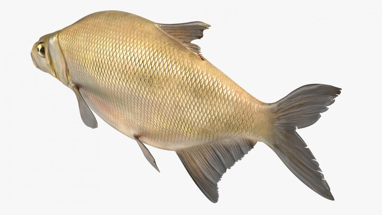 Bronze Bream Fish Rigged 3D model