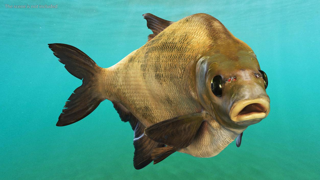 Bronze Bream Fish Rigged 3D model