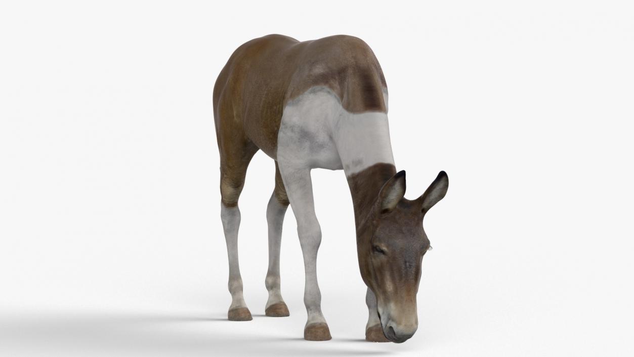 3D Eating Mule 2 model