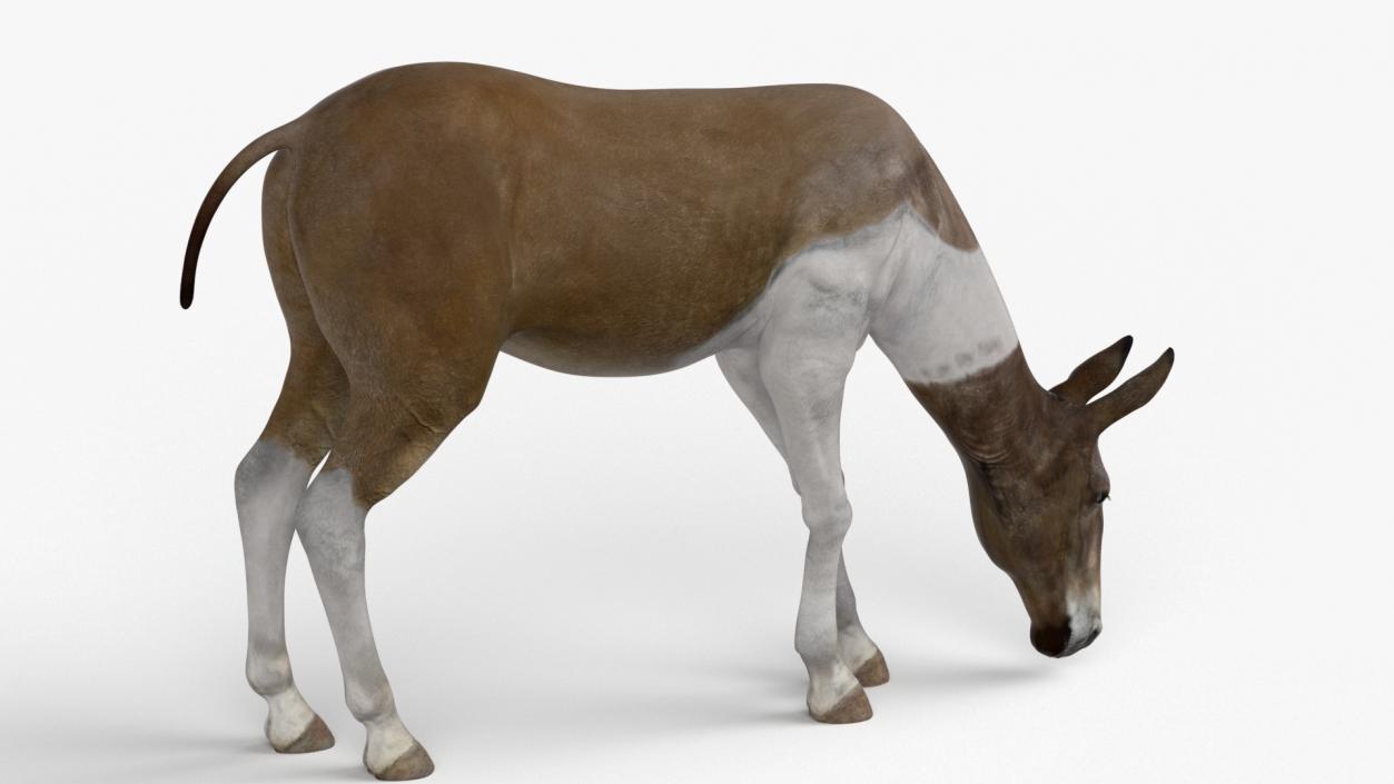 3D Eating Mule 2 model