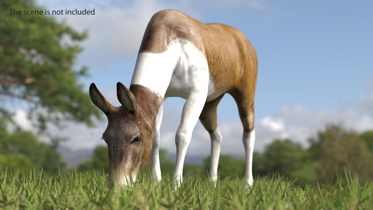 3D Eating Mule 2 model