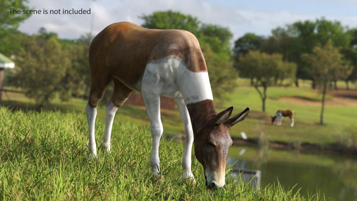 3D Eating Mule 2 model