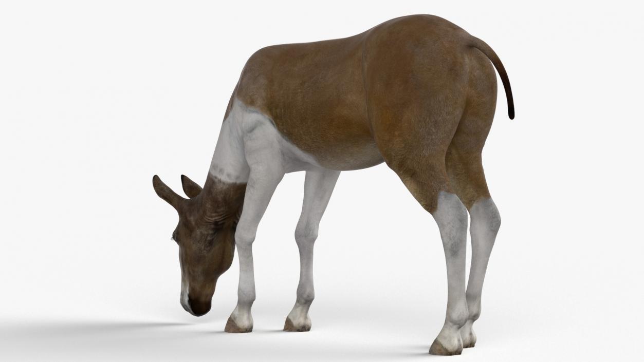 3D Eating Mule 2 model