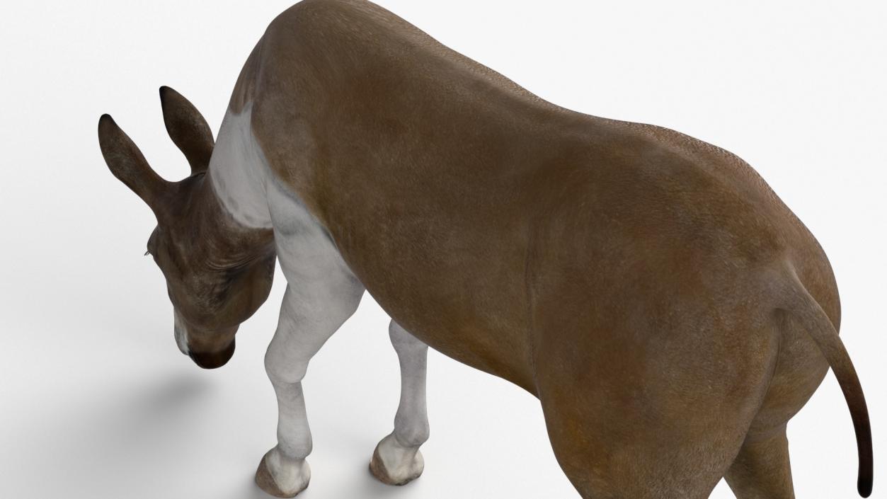 3D Eating Mule 2 model