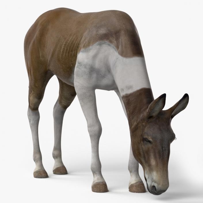 3D Eating Mule 2 model