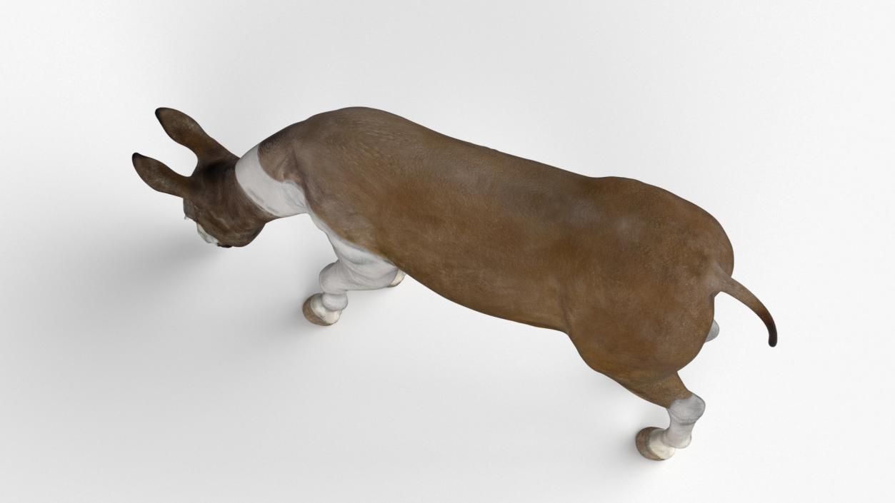 3D Eating Mule 2 model