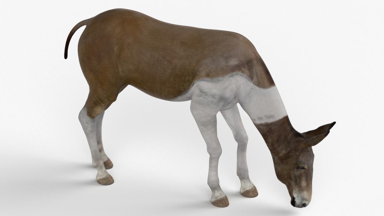 3D Eating Mule 2 model