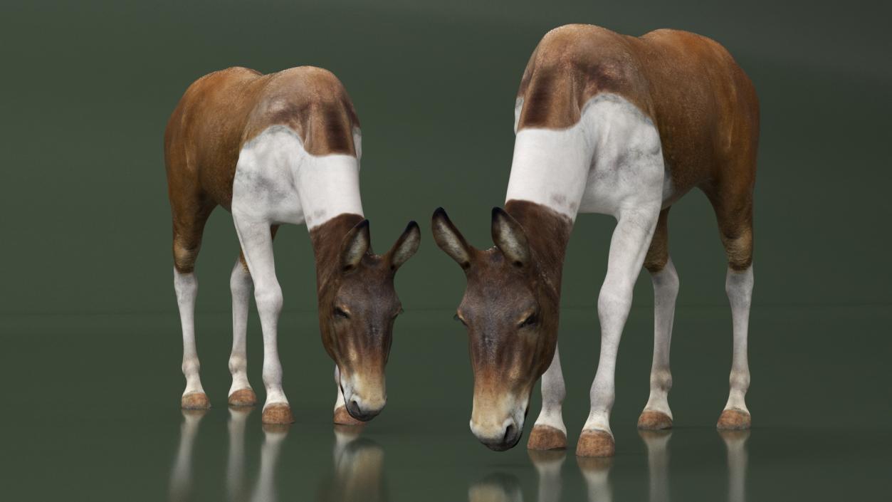 3D Eating Mule 2 model