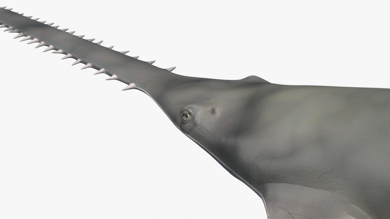 Sawfish Rigged 3D model