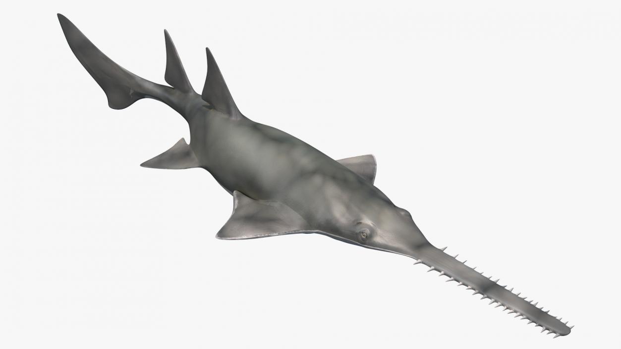 Sawfish Rigged 3D model