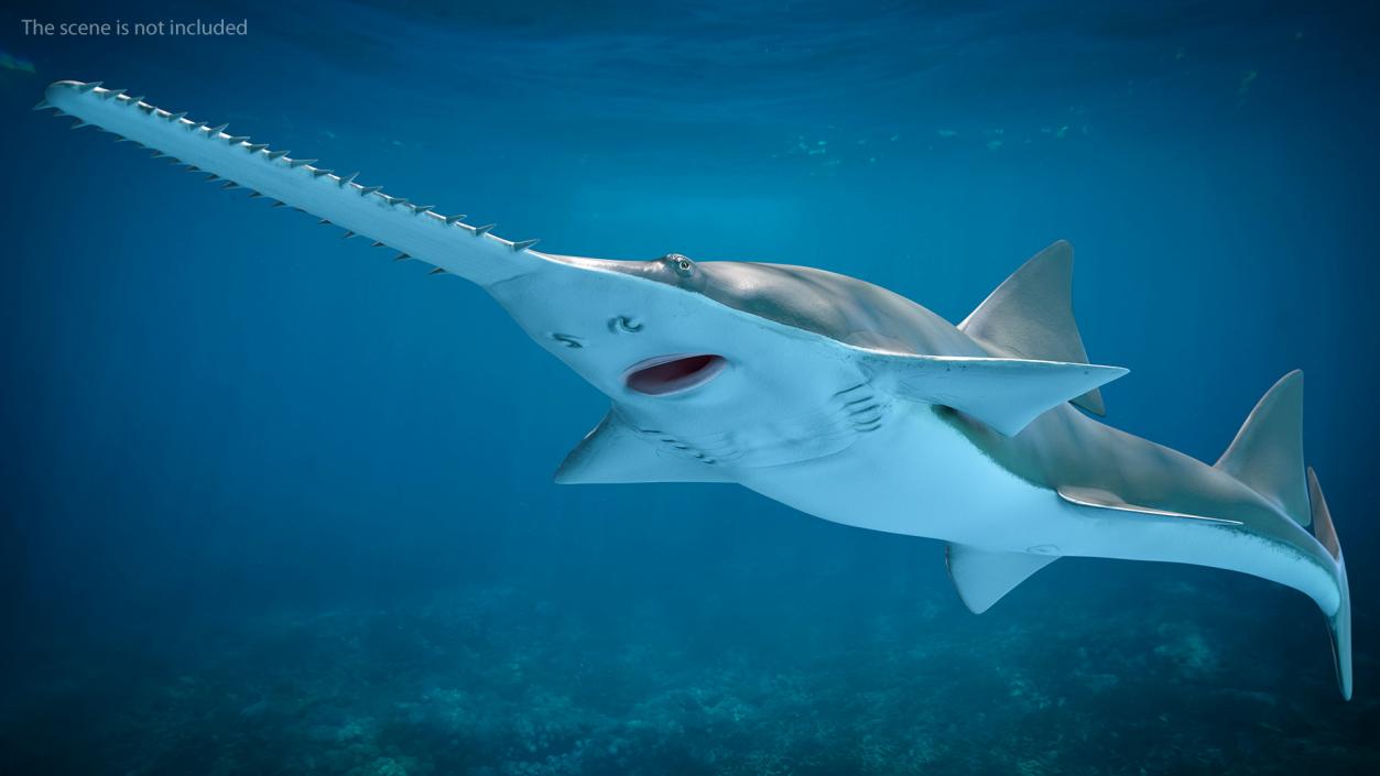 Sawfish Rigged 3D model