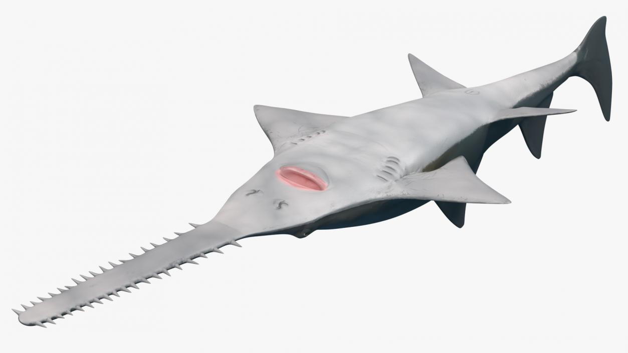 Sawfish Rigged 3D model