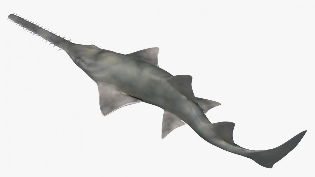 Sawfish Rigged 3D model