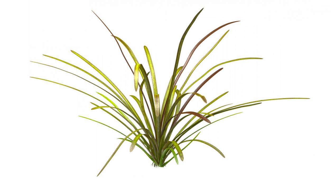 Aquatic Plant Sagittaria Dead 3D model