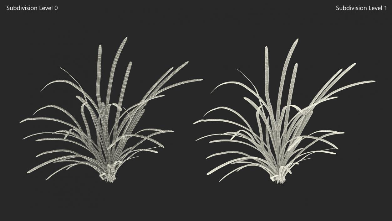 Aquatic Plant Sagittaria Dead 3D model