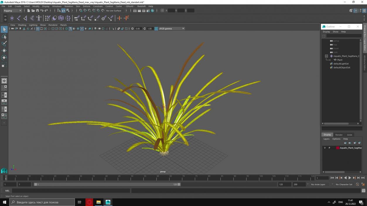 Aquatic Plant Sagittaria Dead 3D model