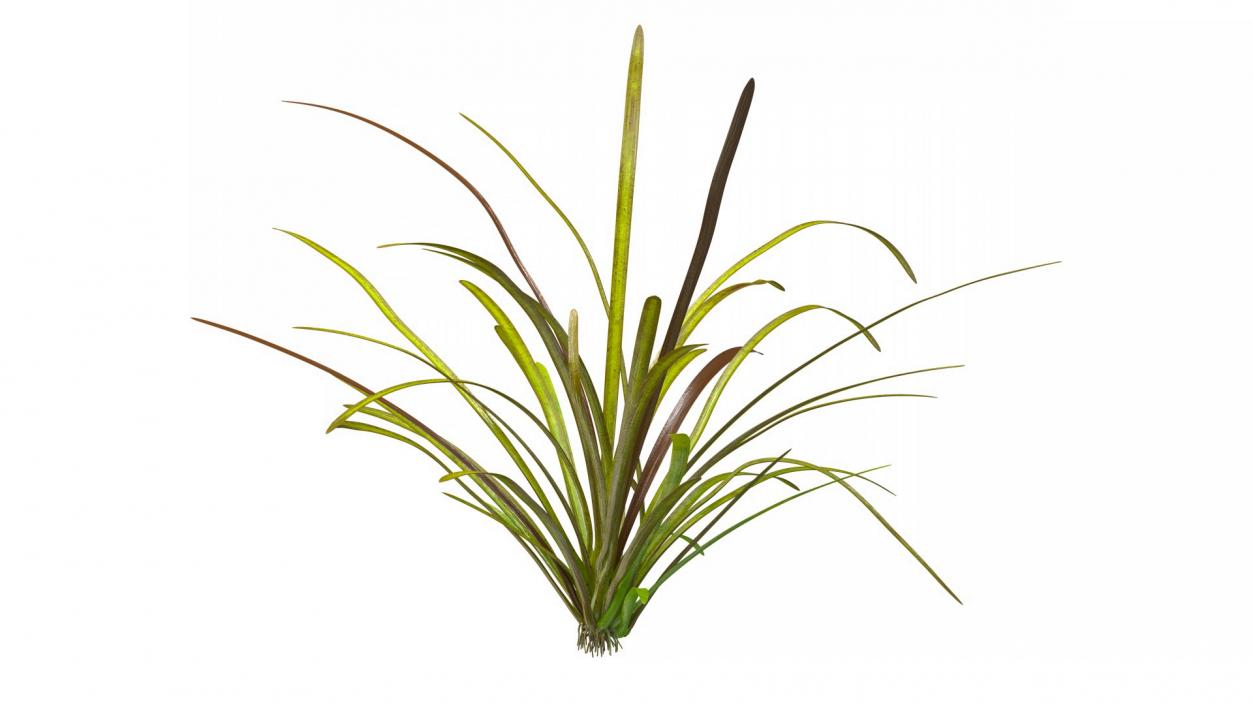 Aquatic Plant Sagittaria Dead 3D model