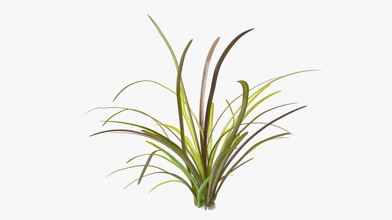 Aquatic Plant Sagittaria Dead 3D model