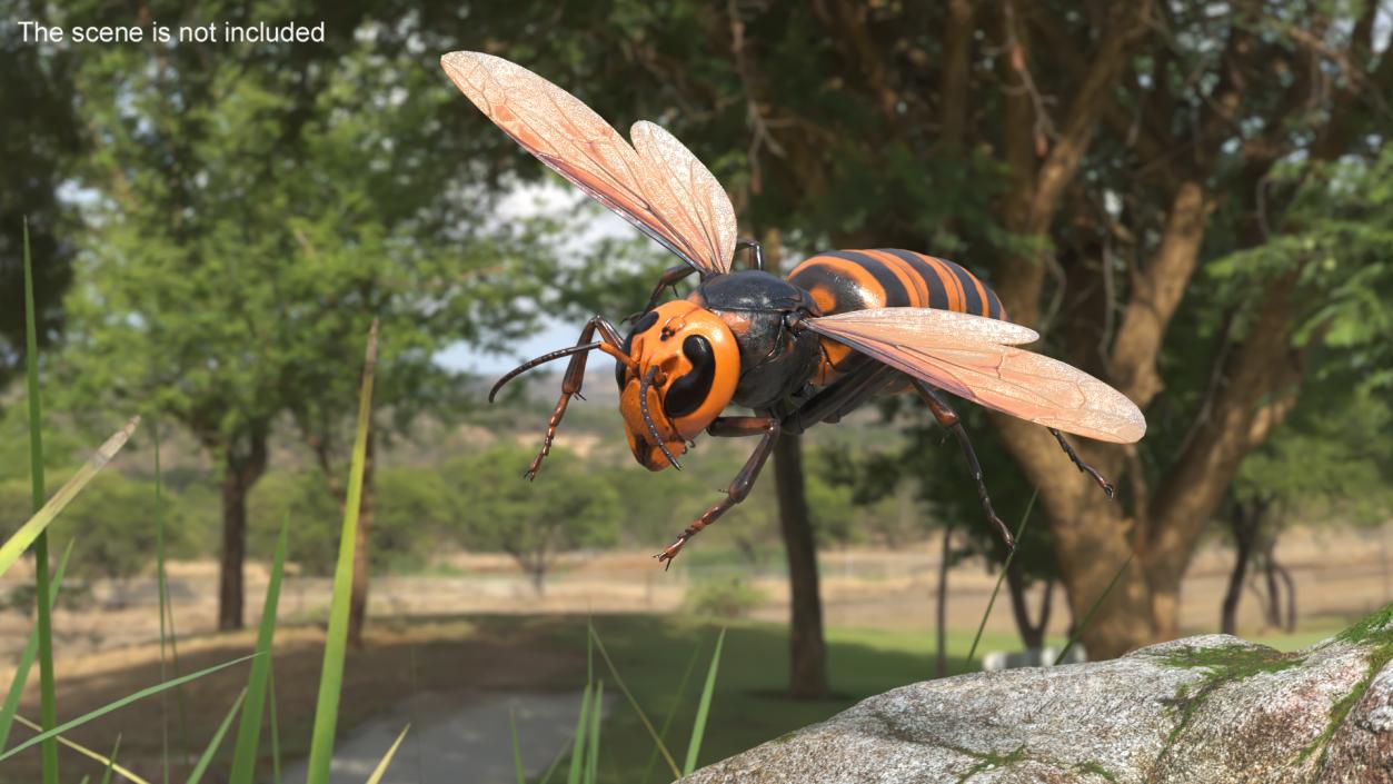 3D Vespa Mandarinia Flying Pose model