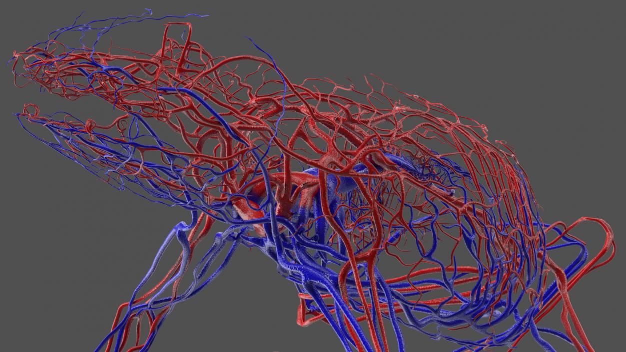 3D Frog Venous System model