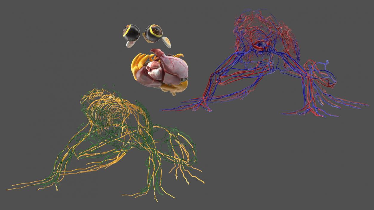 3D Frog Venous System model