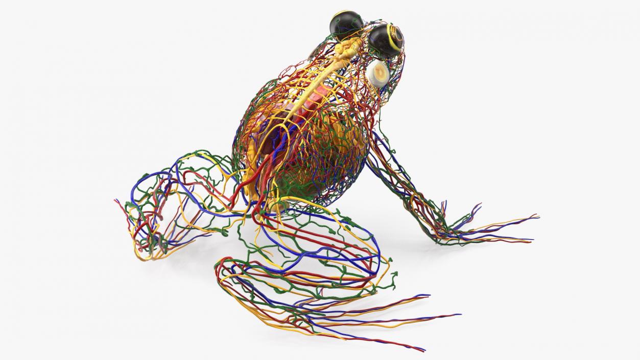 3D Frog Venous System model