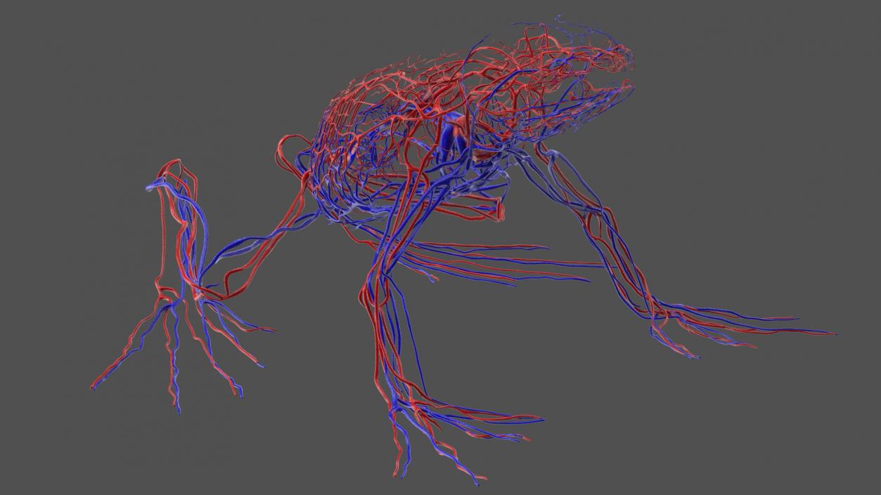 3D Frog Venous System model