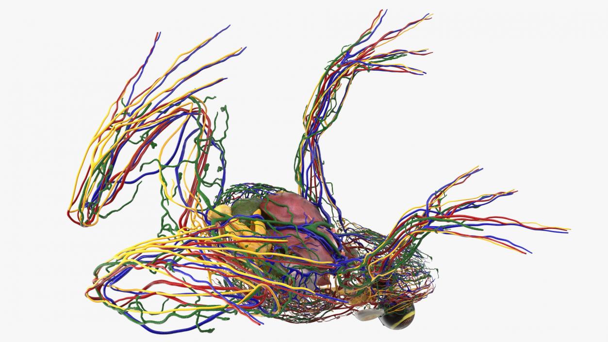 3D Frog Venous System model