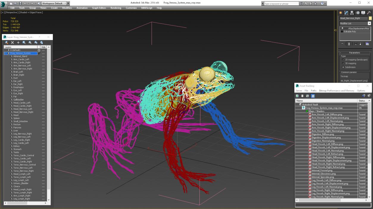 3D Frog Venous System model