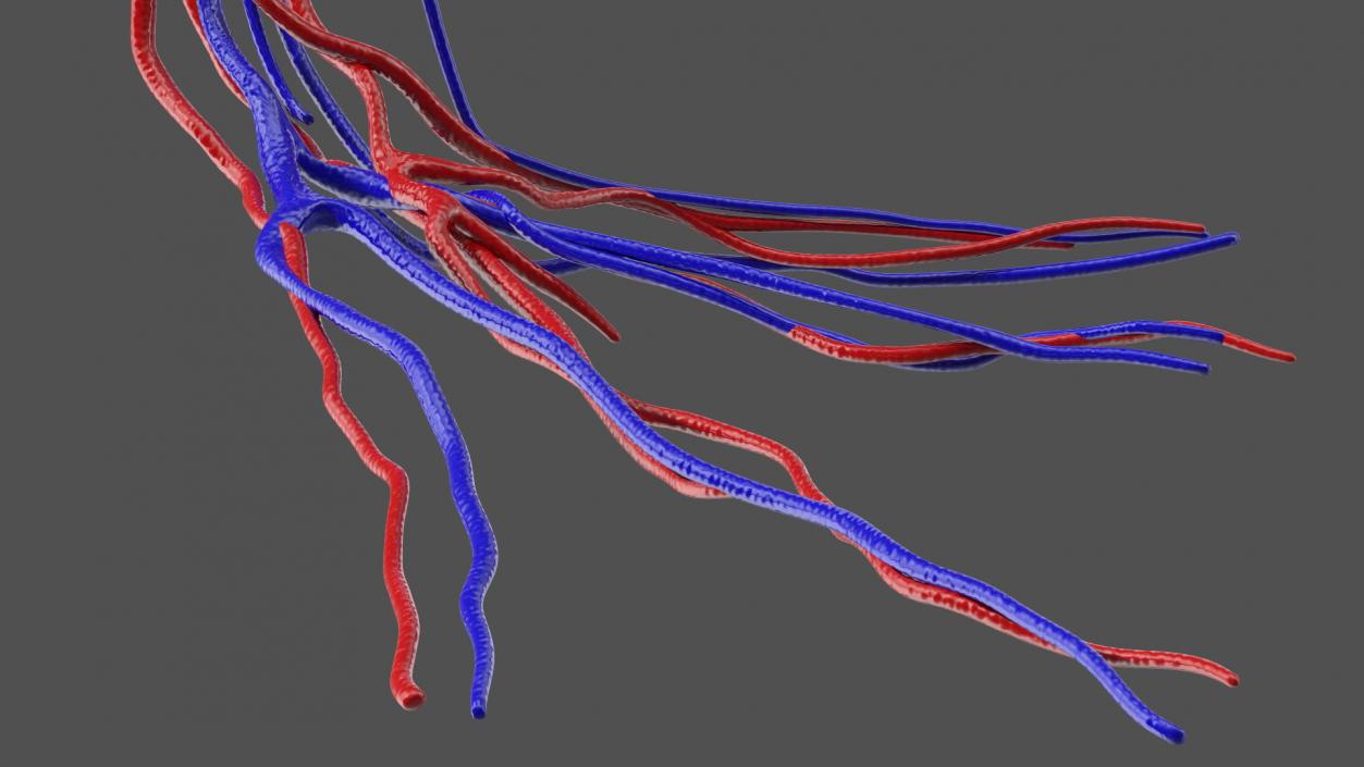 3D Frog Venous System model