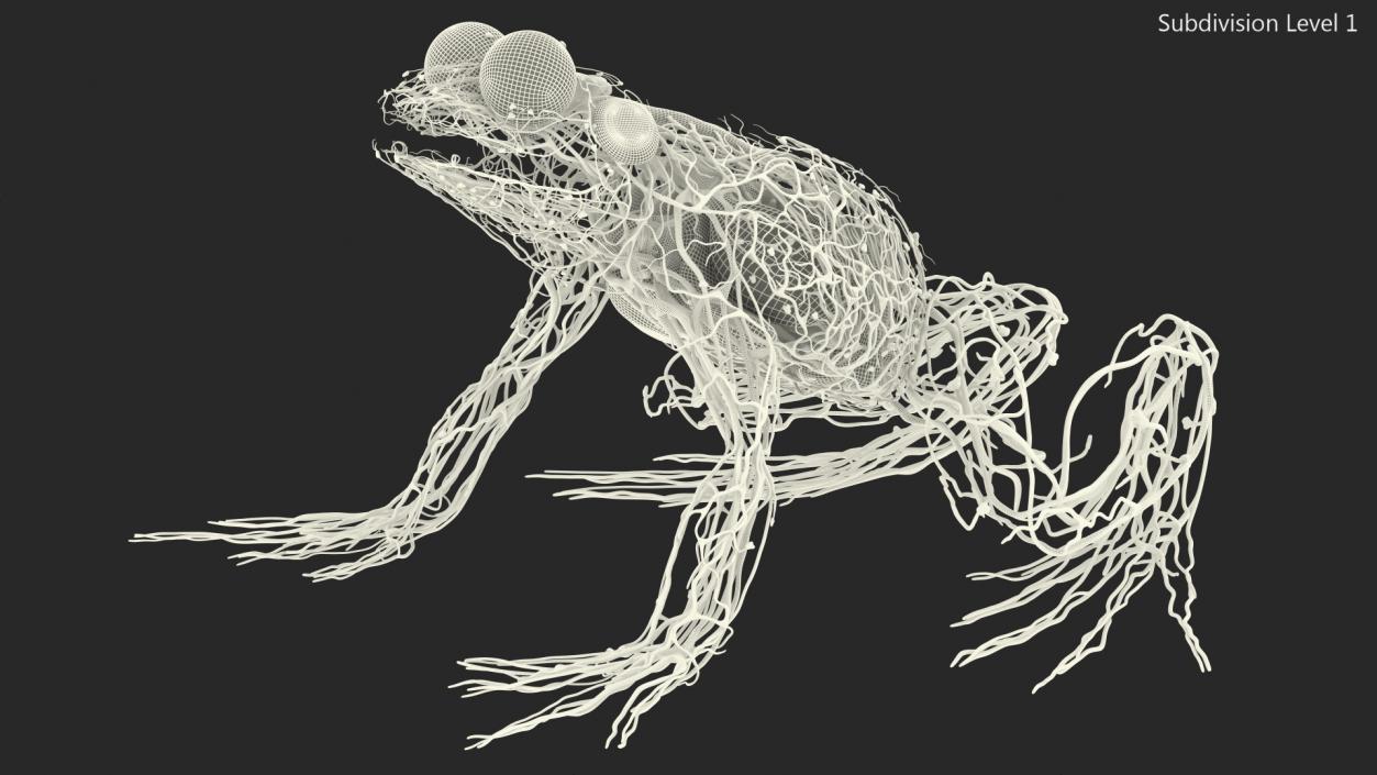 3D Frog Venous System model