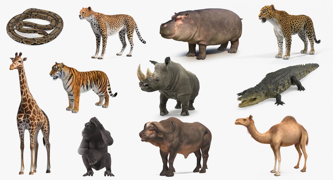 3D African Animals Collection 8 model