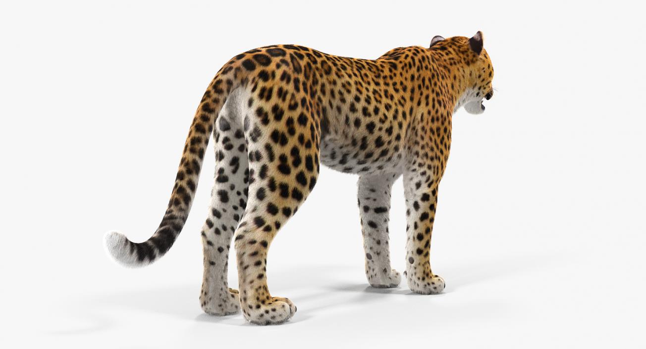 3D African Animals Collection 8 model