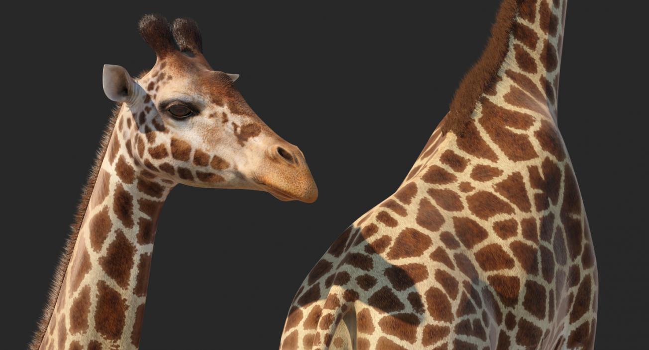 3D African Animals Collection 8 model