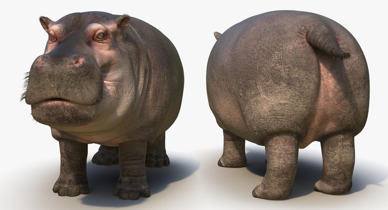 3D African Animals Collection 8 model