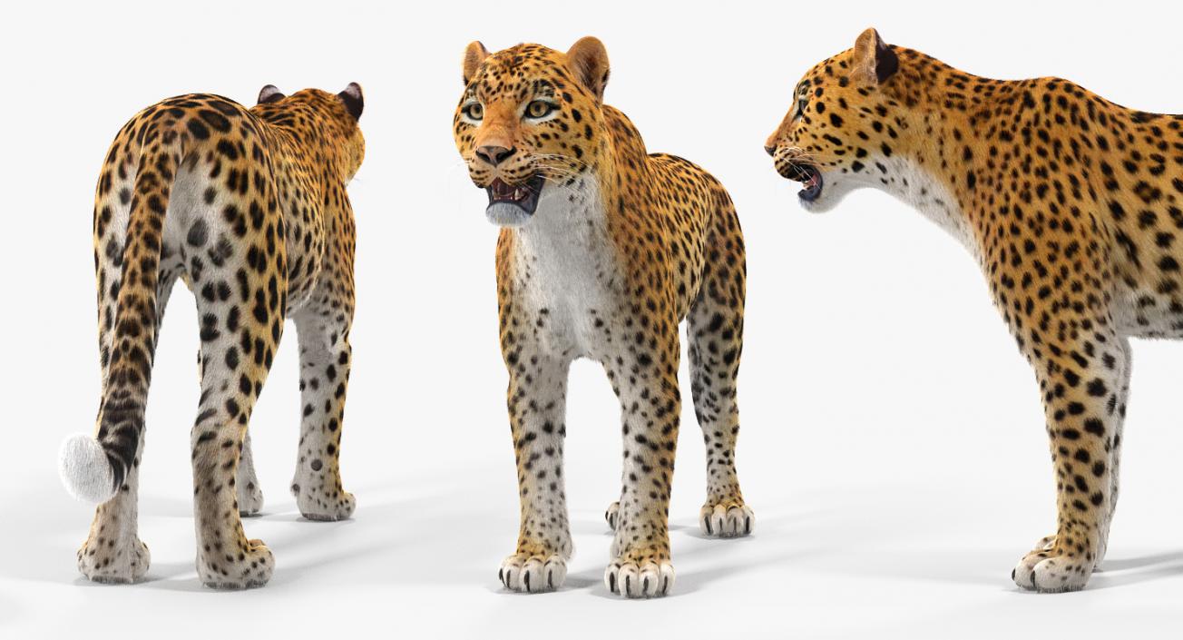 3D African Animals Collection 8 model