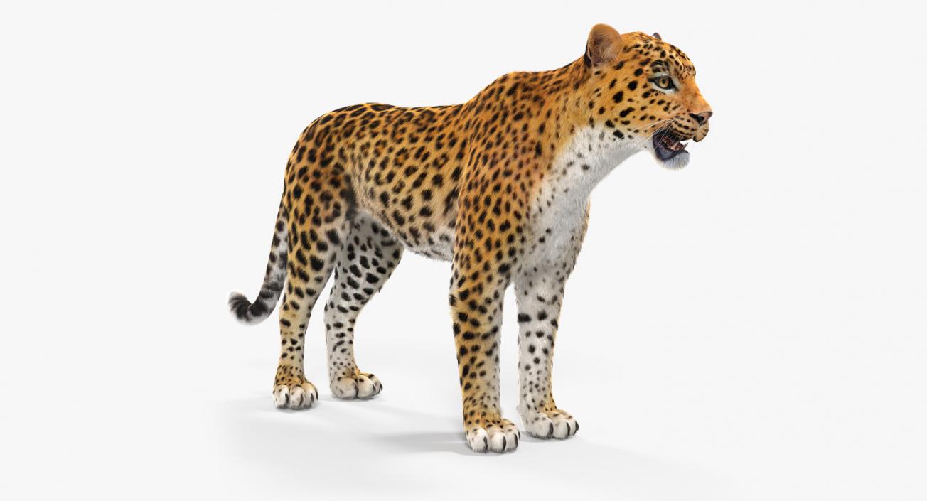 3D African Animals Collection 8 model