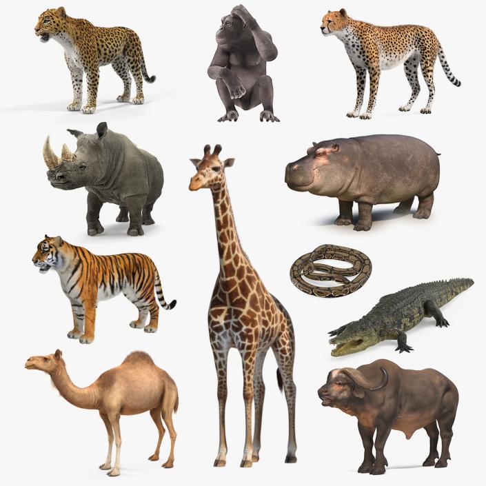 3D African Animals Collection 8 model