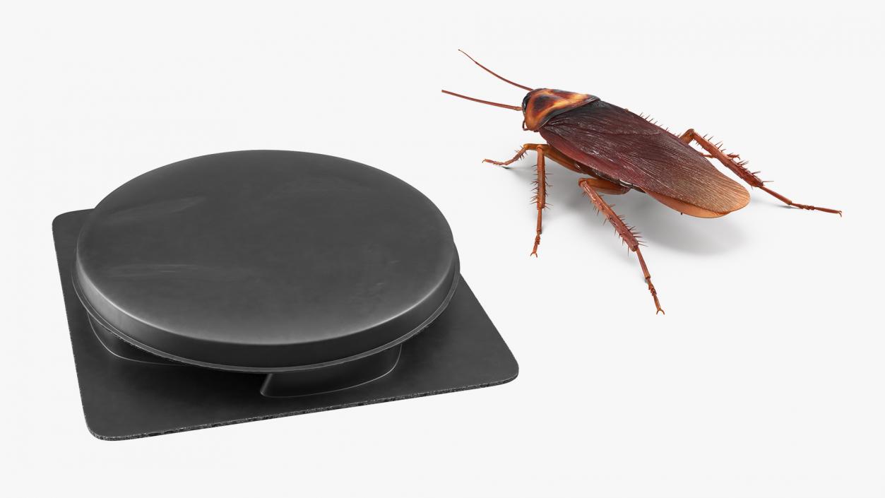 3D model Cockroach with Bait Collection