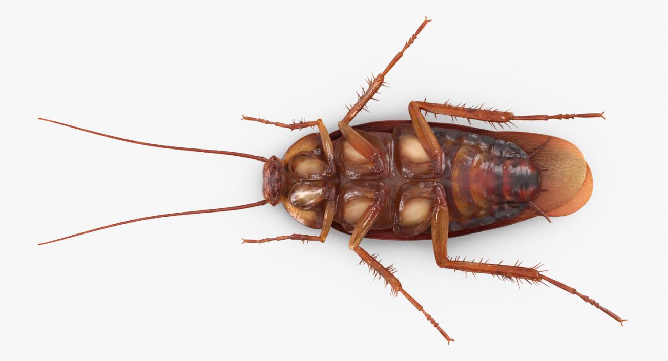 3D model Cockroach with Bait Collection