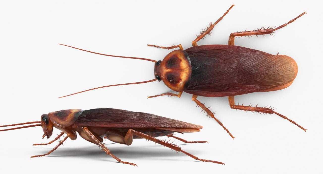 3D model Cockroach with Bait Collection