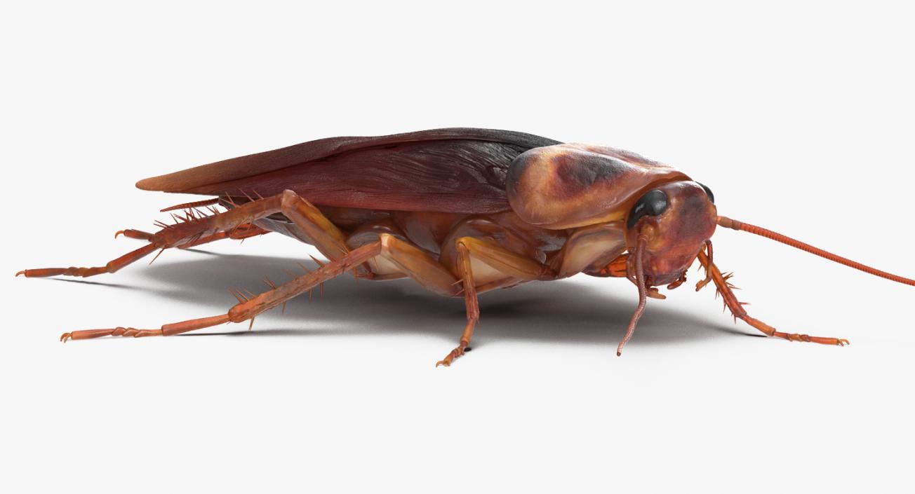 3D model Cockroach with Bait Collection