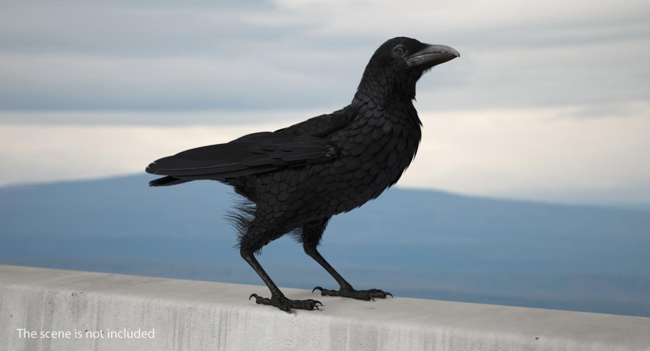 3D Raven Corvus Standing Pose